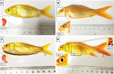 Characteristics of pathology and transcriptome profiling reveal features of immune response of acutely infected and asymptomatic infected of carp edema virus in Koi